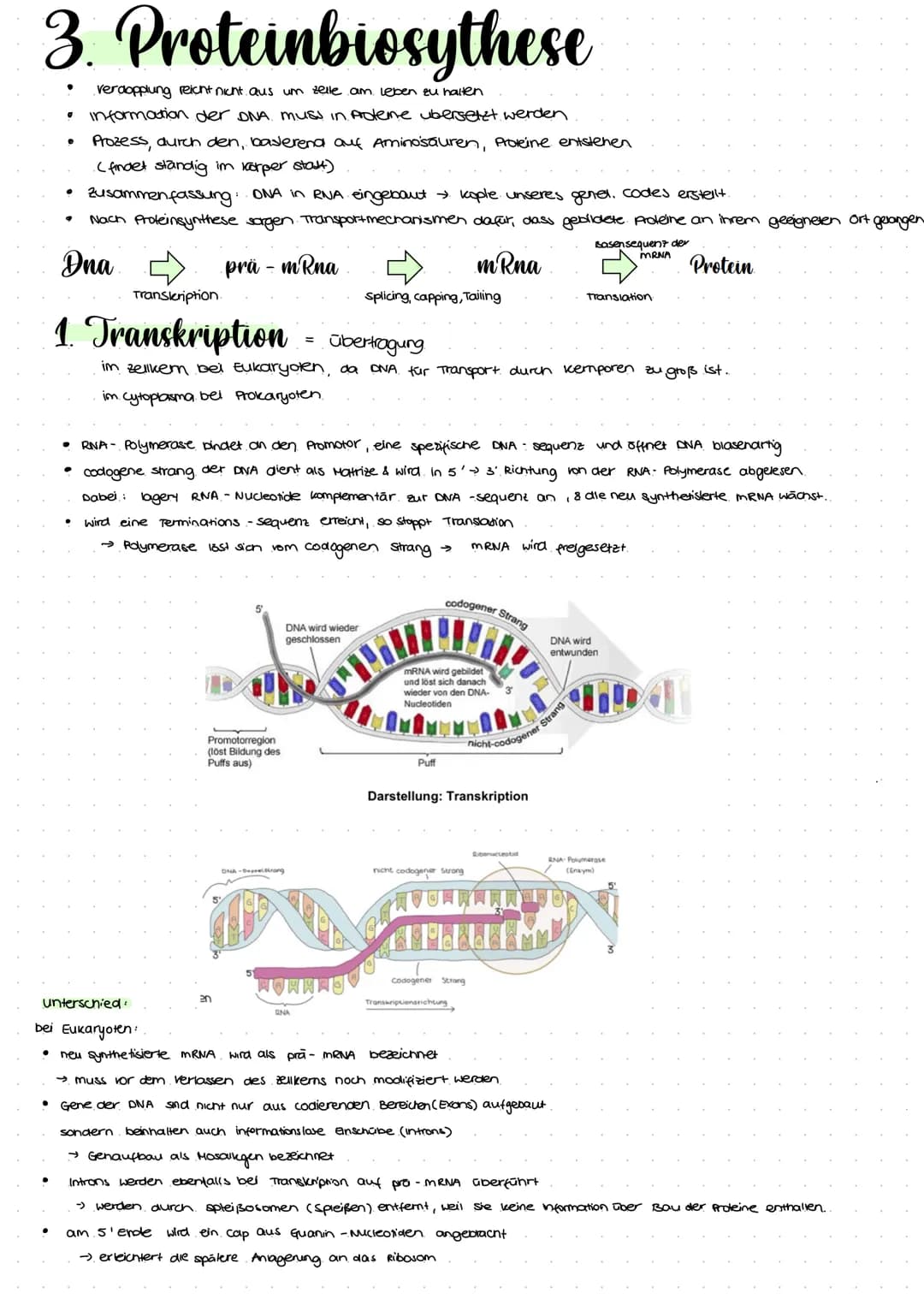 2.1 Molekulargenetik
●
Humangeneti uk
→ beim nenschen
• Erbgange.
ABO-System
• Stammbaumanalyse
Gentechnik
→ Einschleusen fremder Erbinforma