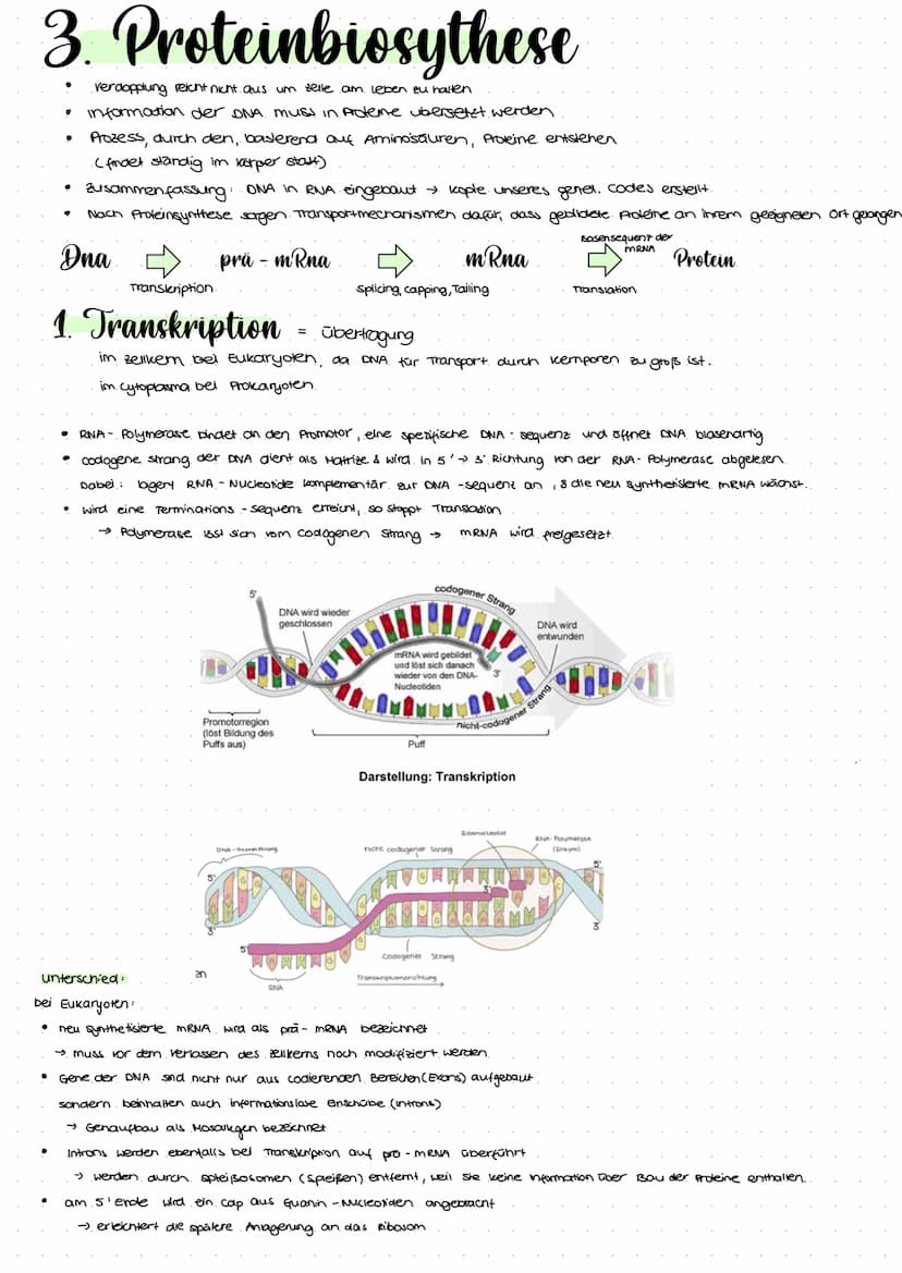 2.1 Molekulargenetik
●
Humangeneti uk
→ beim nenschen
• Erbgange.
ABO-System
• Stammbaumanalyse
Gentechnik
→ Einschleusen fremder Erbinforma