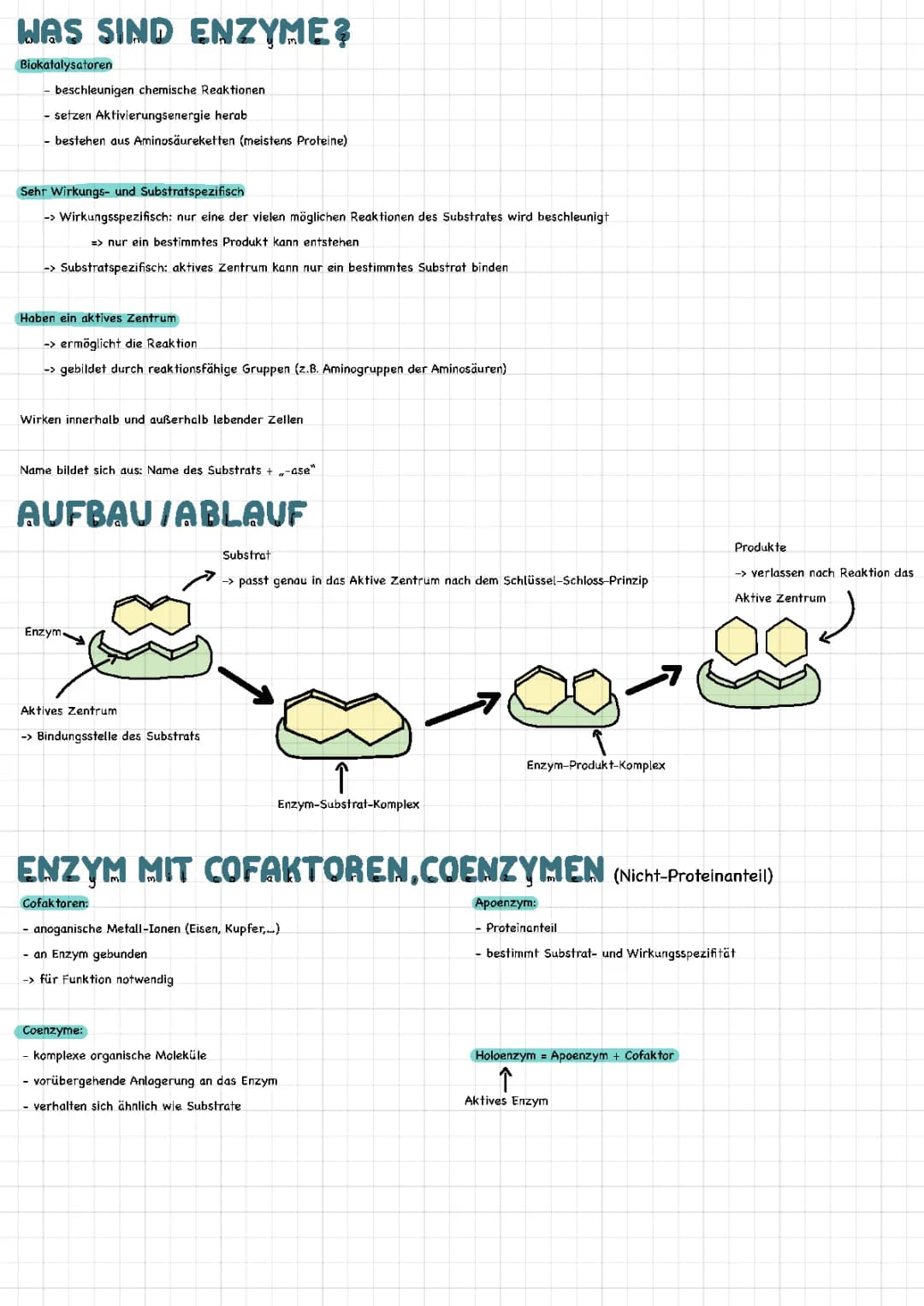Enzyme Übersicht