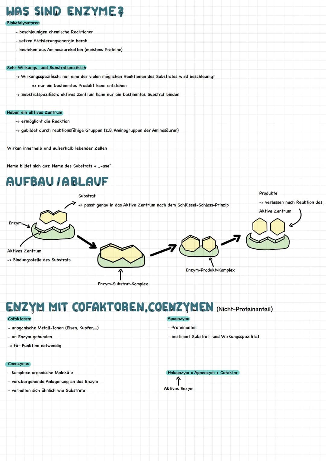 HAS SIND ENZYME?
Biokatalysatoren
- beschleunigen chemische Reaktionen.
- setzen Aktivierungsenergie herab
- bestehen aus Aminosäureketten (