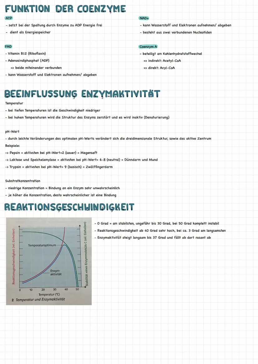 HAS SIND ENZYME?
Biokatalysatoren
- beschleunigen chemische Reaktionen.
- setzen Aktivierungsenergie herab
- bestehen aus Aminosäureketten (