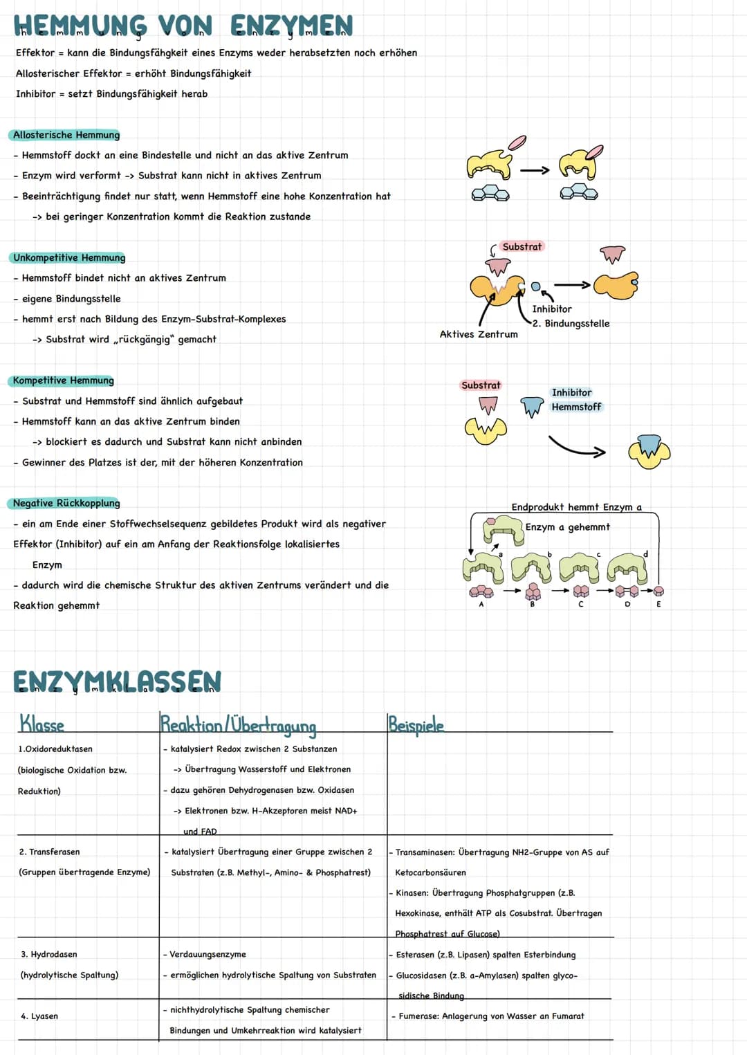 HAS SIND ENZYME?
Biokatalysatoren
- beschleunigen chemische Reaktionen.
- setzen Aktivierungsenergie herab
- bestehen aus Aminosäureketten (