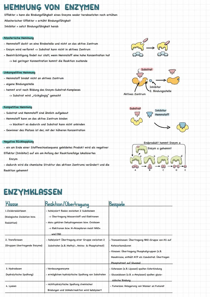 HAS SIND ENZYME?
Biokatalysatoren
- beschleunigen chemische Reaktionen.
- setzen Aktivierungsenergie herab
- bestehen aus Aminosäureketten (