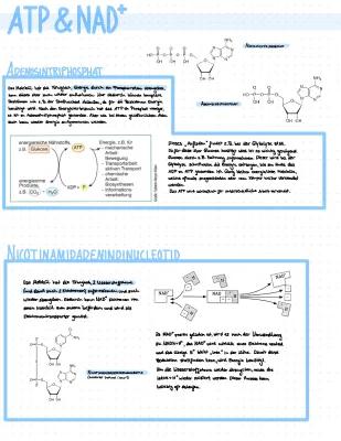 Know ATP UND NAD+ thumbnail