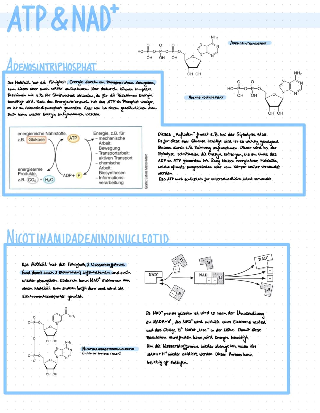 ATP & NAD*
ADENOSINTRIPHOSPHAT
Das Molekül hat die Fähigkeit, Energie durch ein Phosphoratam abeugeben,
kann dieses aber auch wieder aufnehm