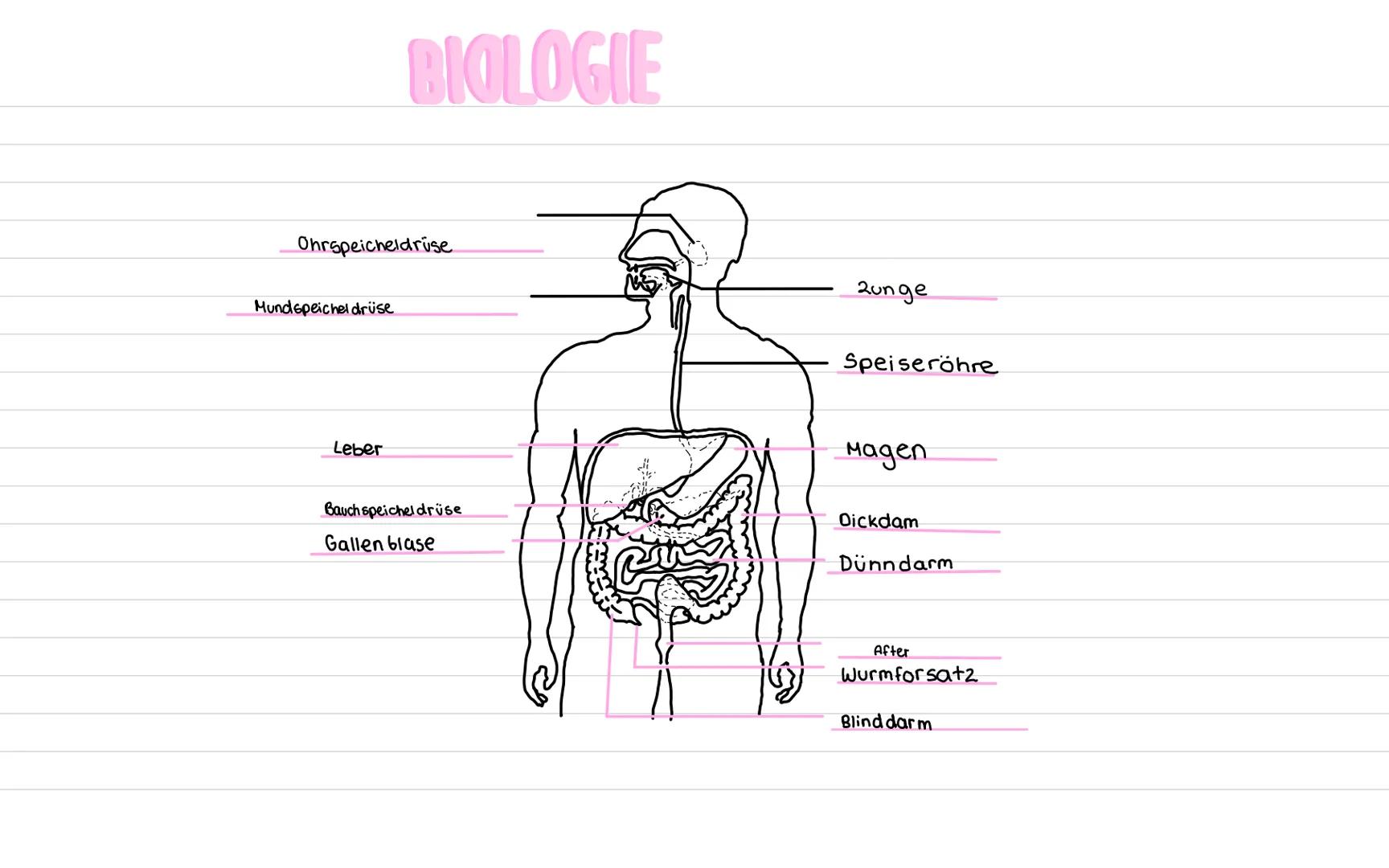biologie
verdauung von Kohlenhydrate
^ Traubenzucker
ist sehr klein so dass die Molekühle von den
Schleimhäuten aufgenommen und mit dem Blut