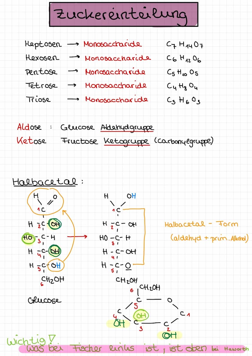  ●
n
Amylose
300 1000 Einheiten
- еееее споегaweigt
unverzweigt
●
A
x-
-gly hosidusch verknüpft
(x - 1,4 glyhosidisch)
x
D-Glucose
-
Starke 