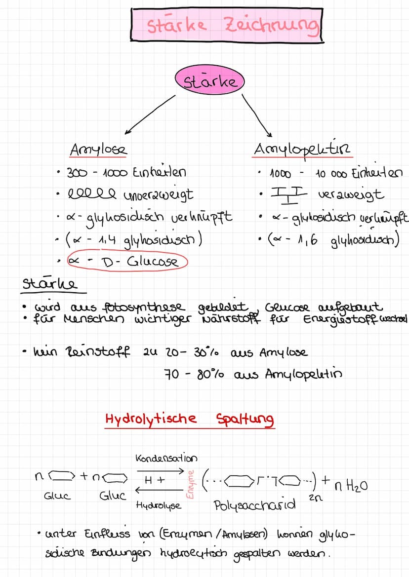  ●
n
Amylose
300 1000 Einheiten
- еееее споегaweigt
unverzweigt
●
A
x-
-gly hosidusch verknüpft
(x - 1,4 glyhosidisch)
x
D-Glucose
-
Starke 