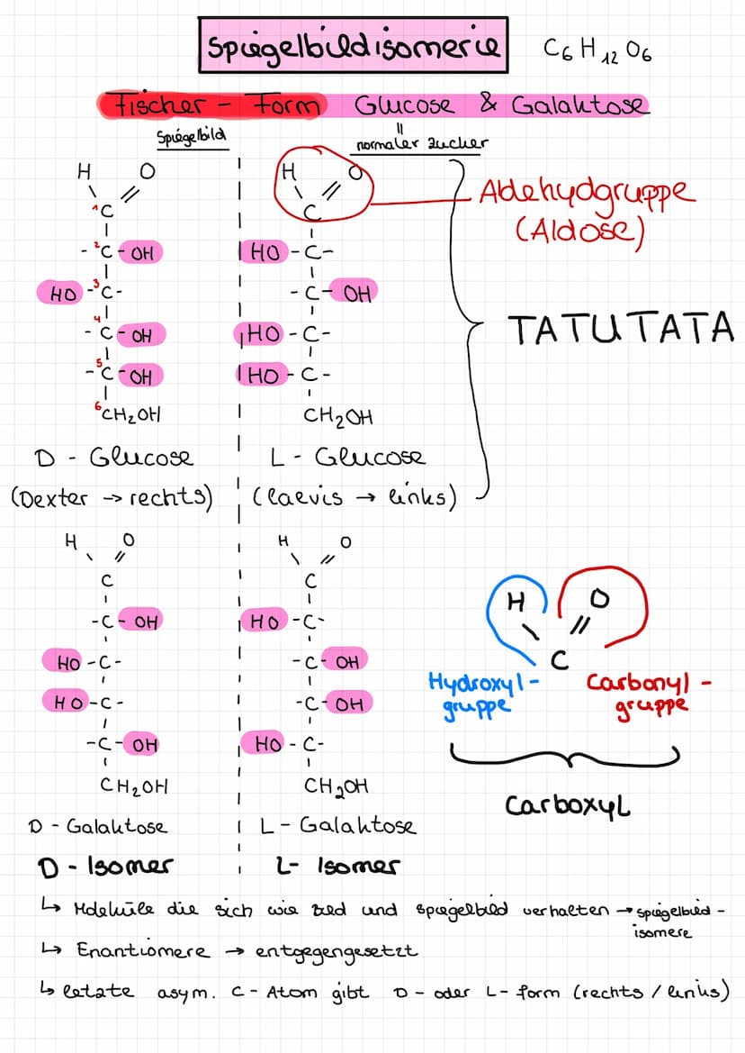  ●
n
Amylose
300 1000 Einheiten
- еееее споегaweigt
unverzweigt
●
A
x-
-gly hosidusch verknüpft
(x - 1,4 glyhosidisch)
x
D-Glucose
-
Starke 