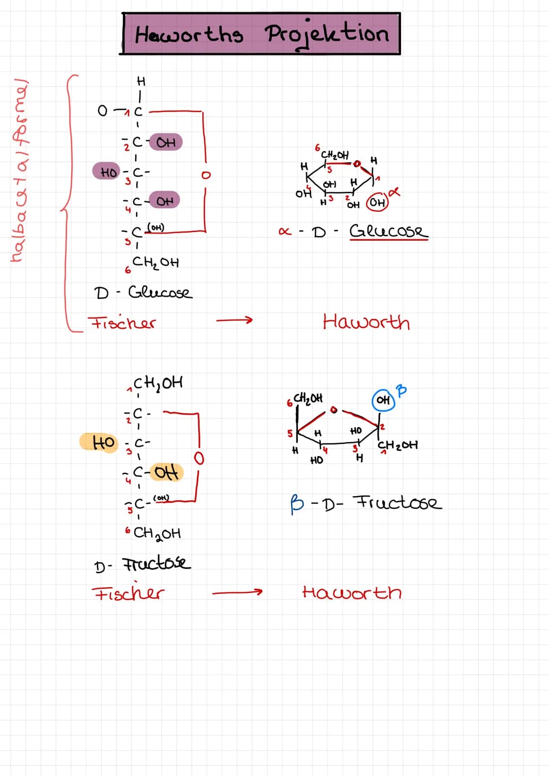  ●
n
Amylose
300 1000 Einheiten
- еееее споегaweigt
unverzweigt
●
A
x-
-gly hosidusch verknüpft
(x - 1,4 glyhosidisch)
x
D-Glucose
-
Starke 