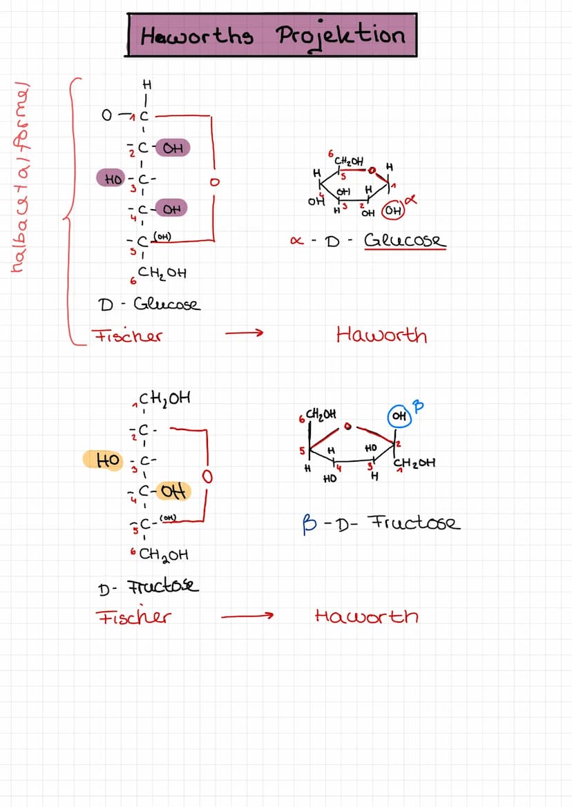  ●
n
Amylose
300 1000 Einheiten
- еееее споегaweigt
unverzweigt
●
A
x-
-gly hosidusch verknüpft
(x - 1,4 glyhosidisch)
x
D-Glucose
-
Starke 