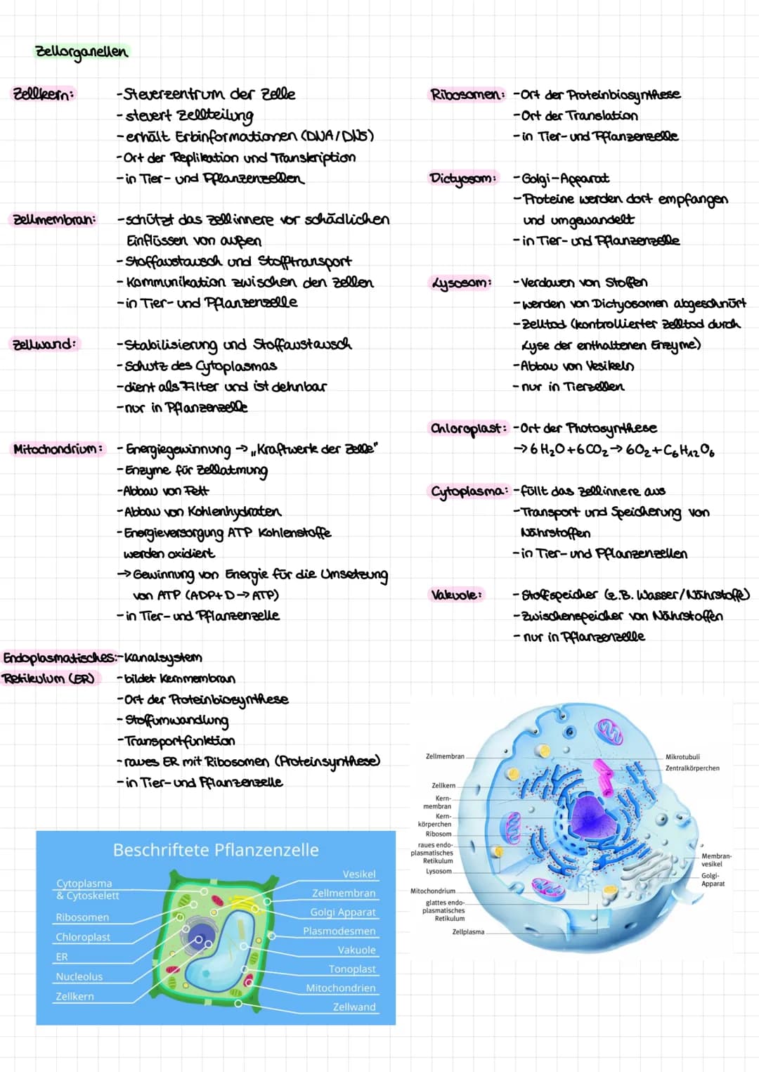Zellorganellen
Zellkern:
Bellmembran:
Zellwand:
-Steverzentrum der Zelle
-stevert Zellteilung
-erhält Erbinformationen (DNA/DNS)
Ribosomen
C