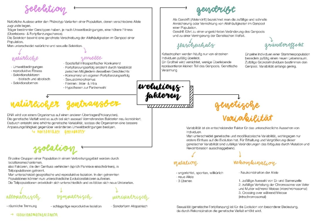 Evolutionsfakoren Biologie Abitur Lernzettel