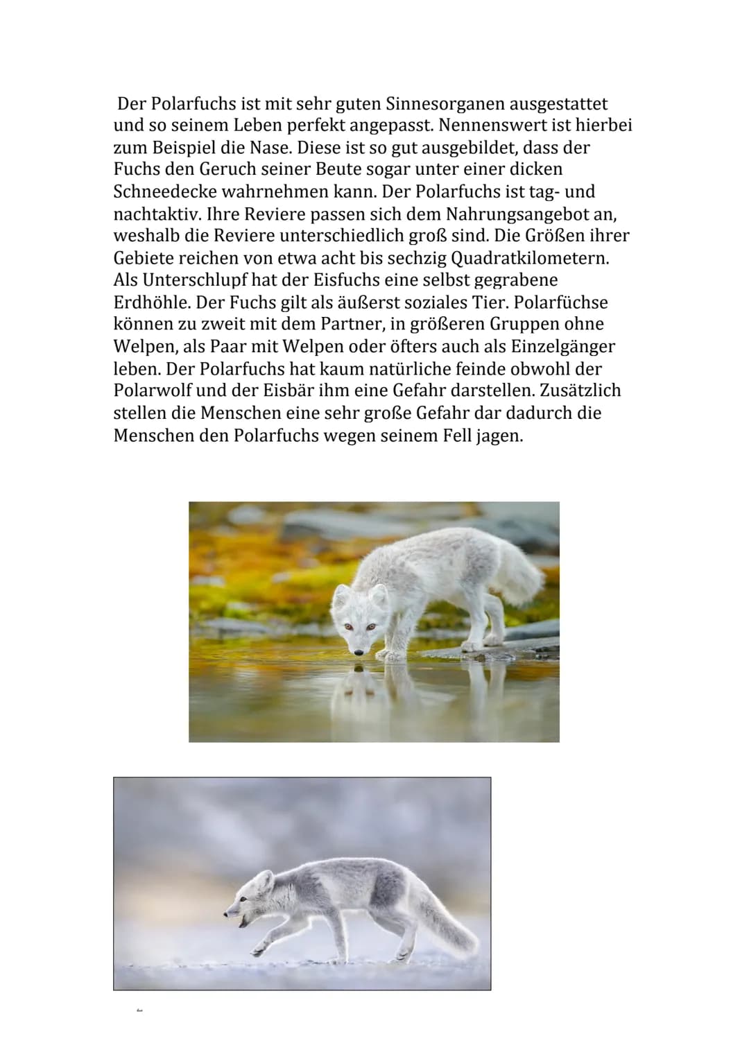 
<h2 id="einleitungderpolarfuchs">Einleitung: Der Polarfuchs</h2>
<p>Heute werde ich euch etwas über den Polarfuchs informieren, der auch Ei