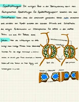 Know Regulation des Wasserhaushalts bei Pflanzen  thumbnail
