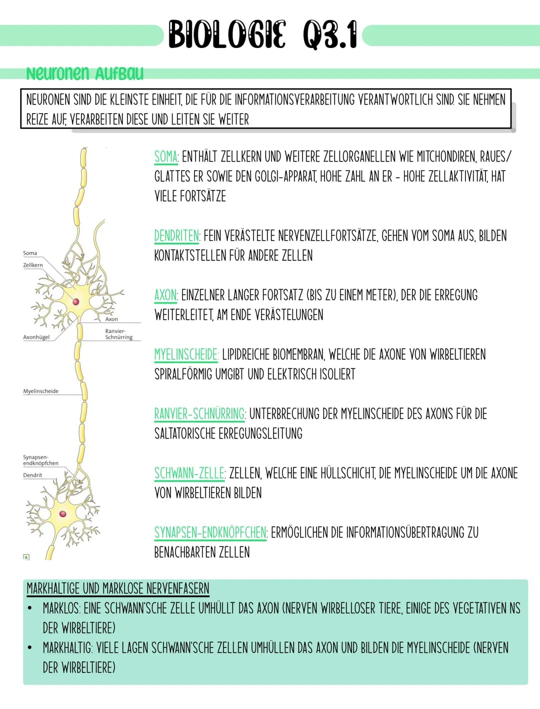 BIOLOGIE Q3.1
Neuronen Aufbau
NEURONEN SIND DIE KLEINSTE EINHEIT, DIE FÜR DIE INFORMATIONSVERARBEITUNG VERANTWORTLICH SIND. SIE NEHMEN
REIZE