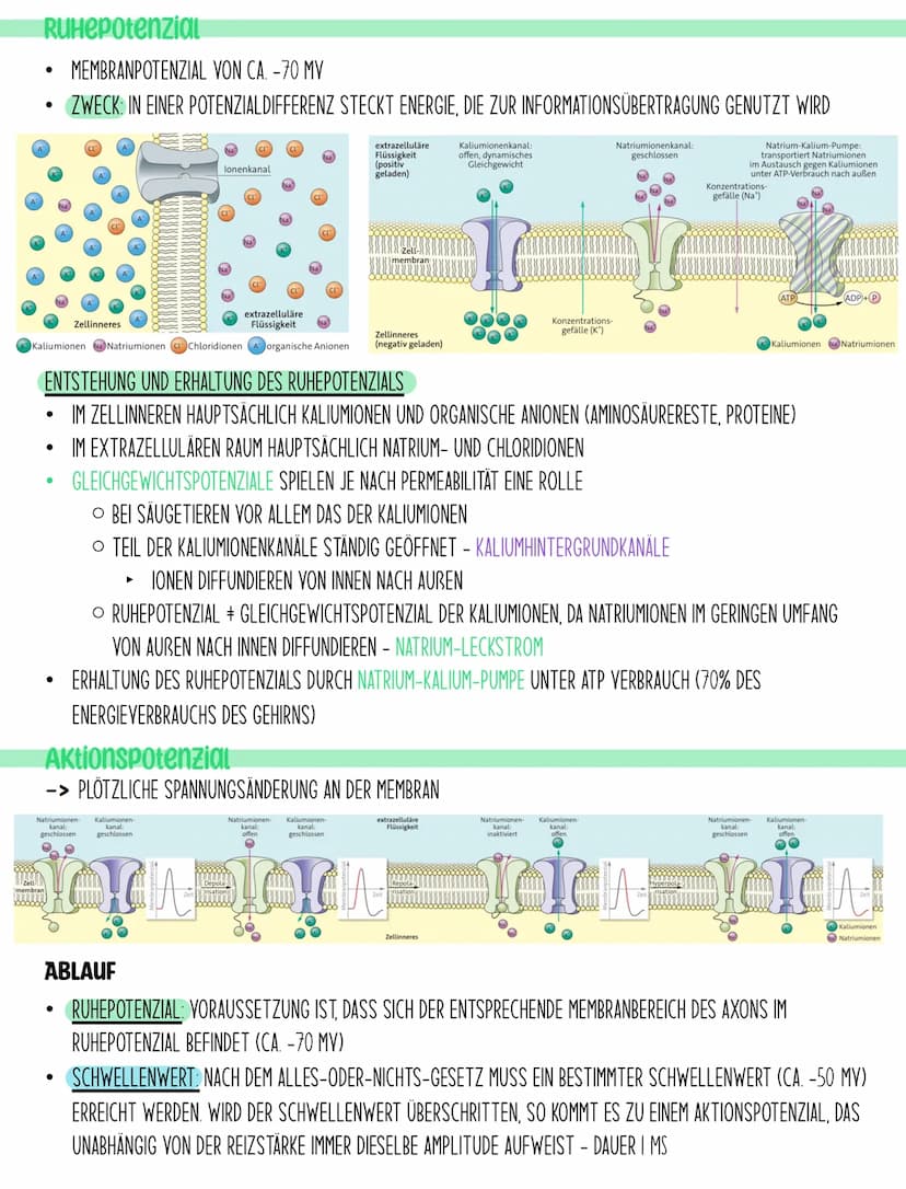 BIOLOGIE Q3.1
Neuronen Aufbau
NEURONEN SIND DIE KLEINSTE EINHEIT, DIE FÜR DIE INFORMATIONSVERARBEITUNG VERANTWORTLICH SIND. SIE NEHMEN
REIZE