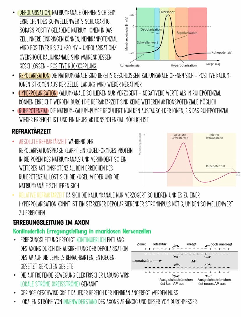 BIOLOGIE Q3.1
Neuronen Aufbau
NEURONEN SIND DIE KLEINSTE EINHEIT, DIE FÜR DIE INFORMATIONSVERARBEITUNG VERANTWORTLICH SIND. SIE NEHMEN
REIZE