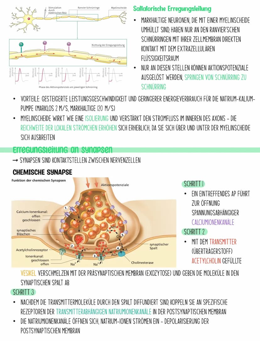 BIOLOGIE Q3.1
Neuronen Aufbau
NEURONEN SIND DIE KLEINSTE EINHEIT, DIE FÜR DIE INFORMATIONSVERARBEITUNG VERANTWORTLICH SIND. SIE NEHMEN
REIZE