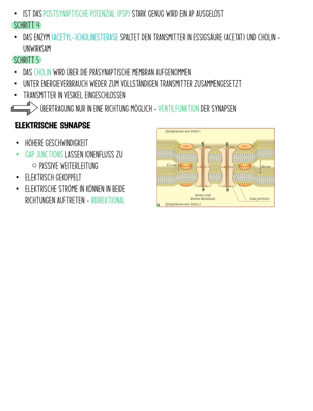 BIOLOGIE Q3.1
Neuronen Aufbau
NEURONEN SIND DIE KLEINSTE EINHEIT, DIE FÜR DIE INFORMATIONSVERARBEITUNG VERANTWORTLICH SIND. SIE NEHMEN
REIZE