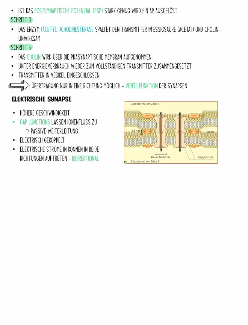 BIOLOGIE Q3.1
Neuronen Aufbau
NEURONEN SIND DIE KLEINSTE EINHEIT, DIE FÜR DIE INFORMATIONSVERARBEITUNG VERANTWORTLICH SIND. SIE NEHMEN
REIZE