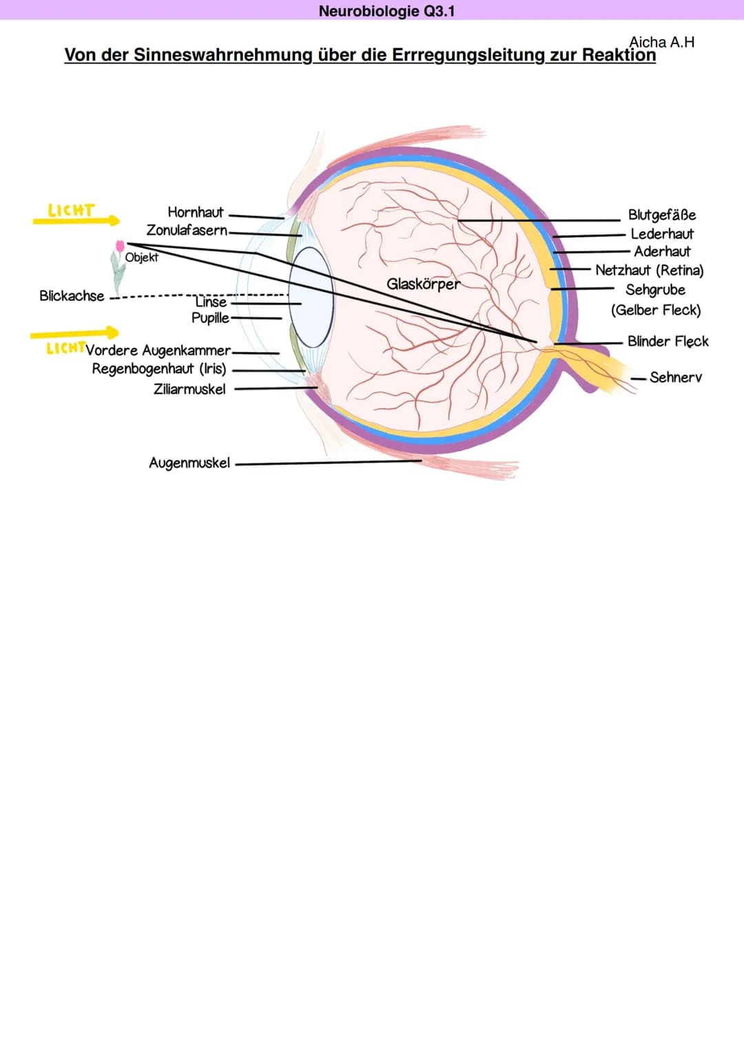 Neurobiologie Q3.1
Aicha A.H
Von der Sinneswahrnehmung über die Errregungsleitung zur Reaktion
LICHT
Blickachse
Hornhaut
Zonulafasern.
Objek