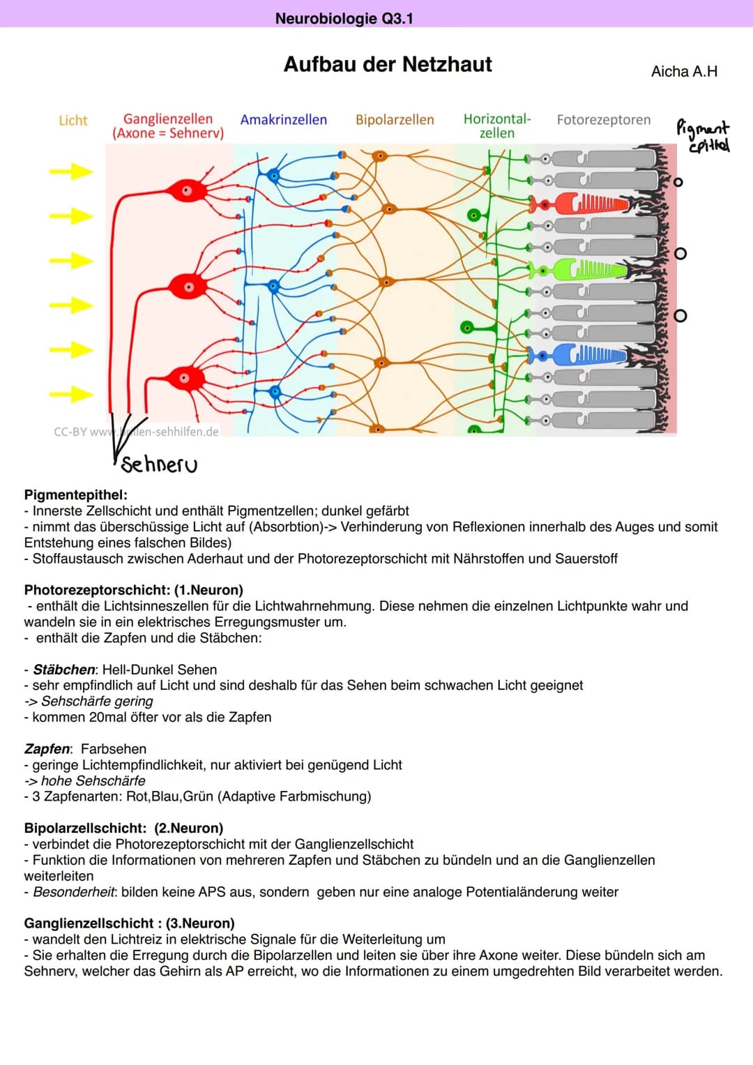 Neurobiologie Q3.1
Aicha A.H
Von der Sinneswahrnehmung über die Errregungsleitung zur Reaktion
LICHT
Blickachse
Hornhaut
Zonulafasern.
Objek