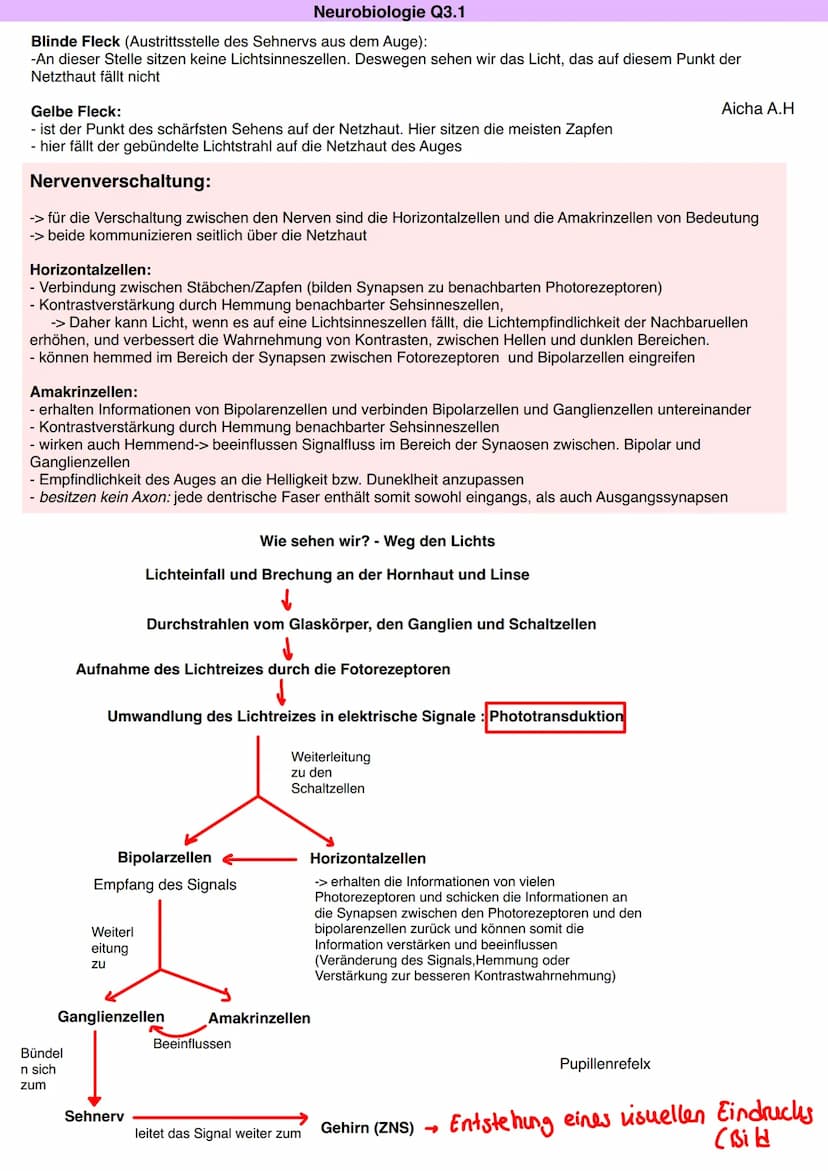 Neurobiologie Q3.1
Aicha A.H
Von der Sinneswahrnehmung über die Errregungsleitung zur Reaktion
LICHT
Blickachse
Hornhaut
Zonulafasern.
Objek