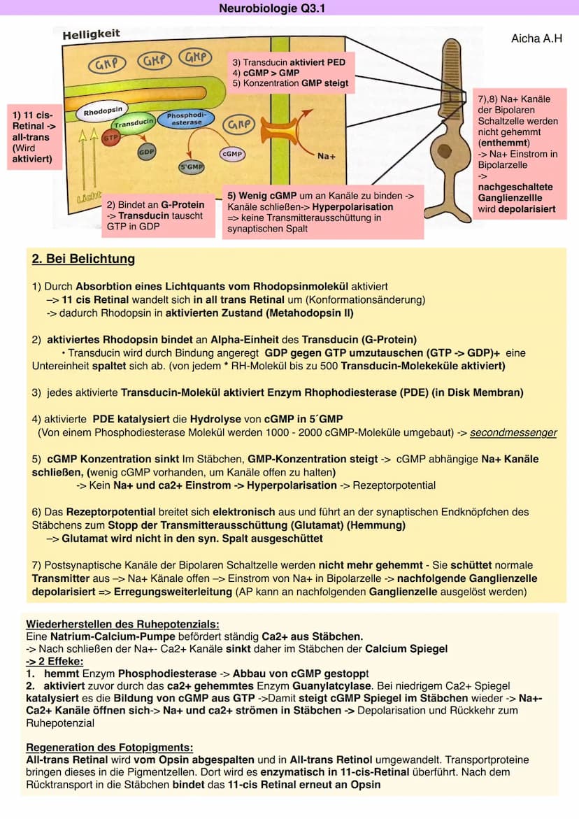 Neurobiologie Q3.1
Aicha A.H
Von der Sinneswahrnehmung über die Errregungsleitung zur Reaktion
LICHT
Blickachse
Hornhaut
Zonulafasern.
Objek