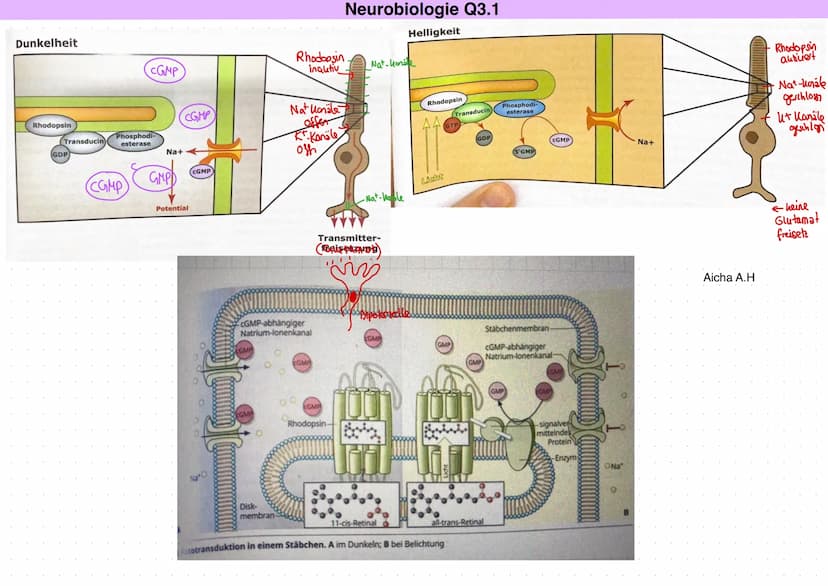Neurobiologie Q3.1
Aicha A.H
Von der Sinneswahrnehmung über die Errregungsleitung zur Reaktion
LICHT
Blickachse
Hornhaut
Zonulafasern.
Objek