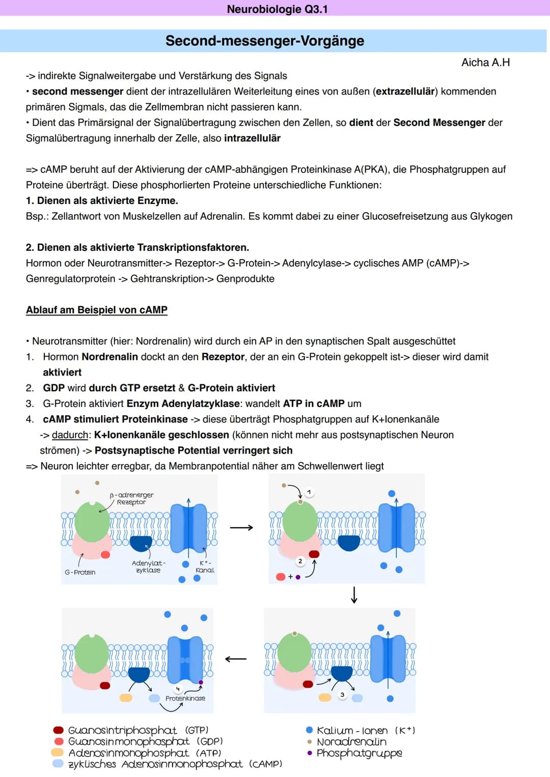 Neurobiologie Q3.1
Aicha A.H
Von der Sinneswahrnehmung über die Errregungsleitung zur Reaktion
LICHT
Blickachse
Hornhaut
Zonulafasern.
Objek