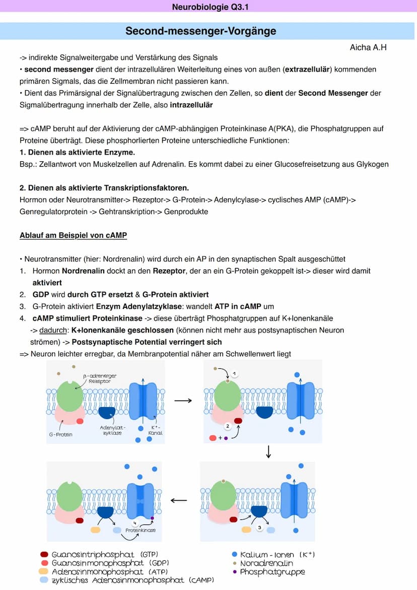Neurobiologie Q3.1
Aicha A.H
Von der Sinneswahrnehmung über die Errregungsleitung zur Reaktion
LICHT
Blickachse
Hornhaut
Zonulafasern.
Objek