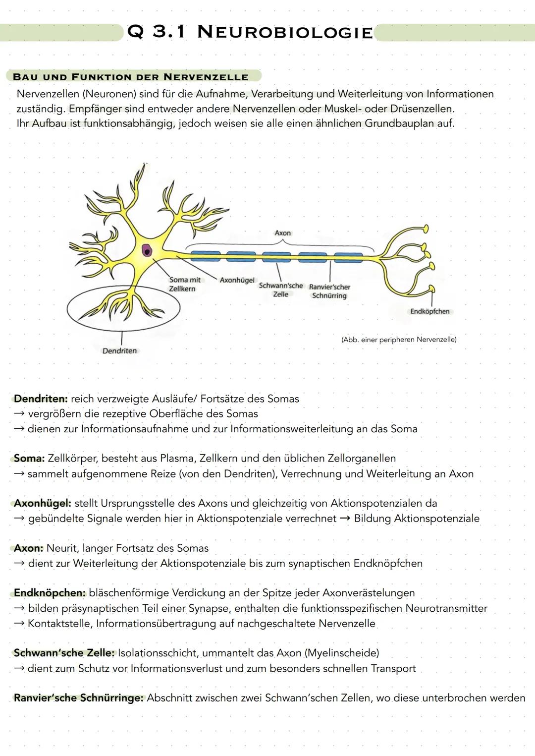 Q 3.1 NEUROBIOLOGIE
BAU UND FUNKTION DER NERVENZELLE
Nervenzellen (Neuronen) sind für die Aufnahme, Verarbeitung und Weiterleitung von Infor