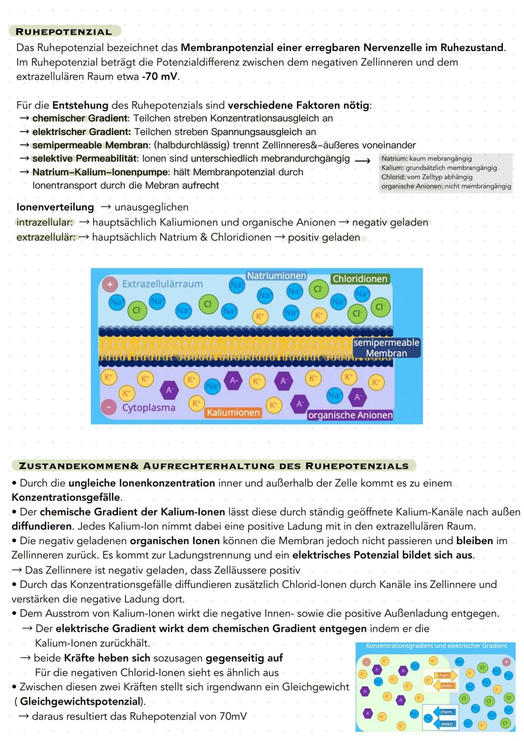 Q 3.1 NEUROBIOLOGIE
BAU UND FUNKTION DER NERVENZELLE
Nervenzellen (Neuronen) sind für die Aufnahme, Verarbeitung und Weiterleitung von Infor