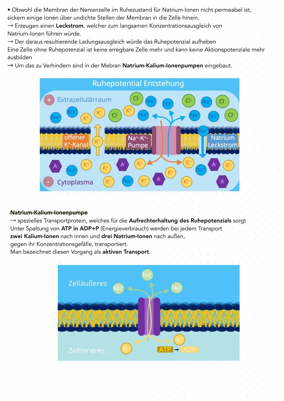 Q 3.1 NEUROBIOLOGIE
BAU UND FUNKTION DER NERVENZELLE
Nervenzellen (Neuronen) sind für die Aufnahme, Verarbeitung und Weiterleitung von Infor