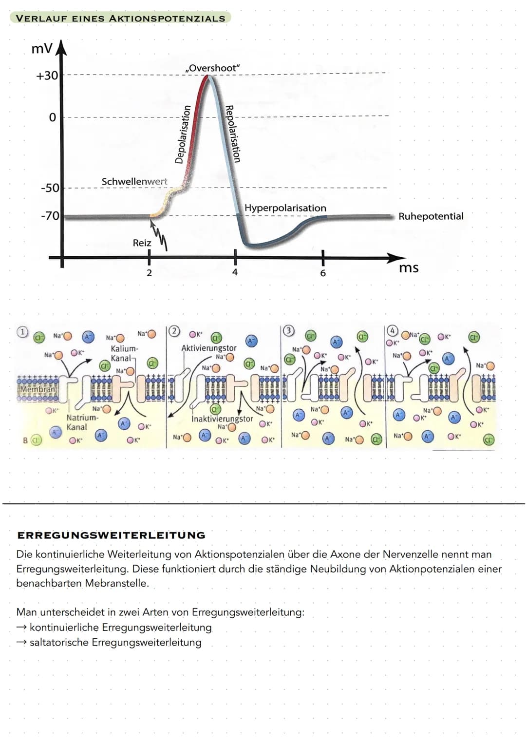 Q 3.1 NEUROBIOLOGIE
BAU UND FUNKTION DER NERVENZELLE
Nervenzellen (Neuronen) sind für die Aufnahme, Verarbeitung und Weiterleitung von Infor