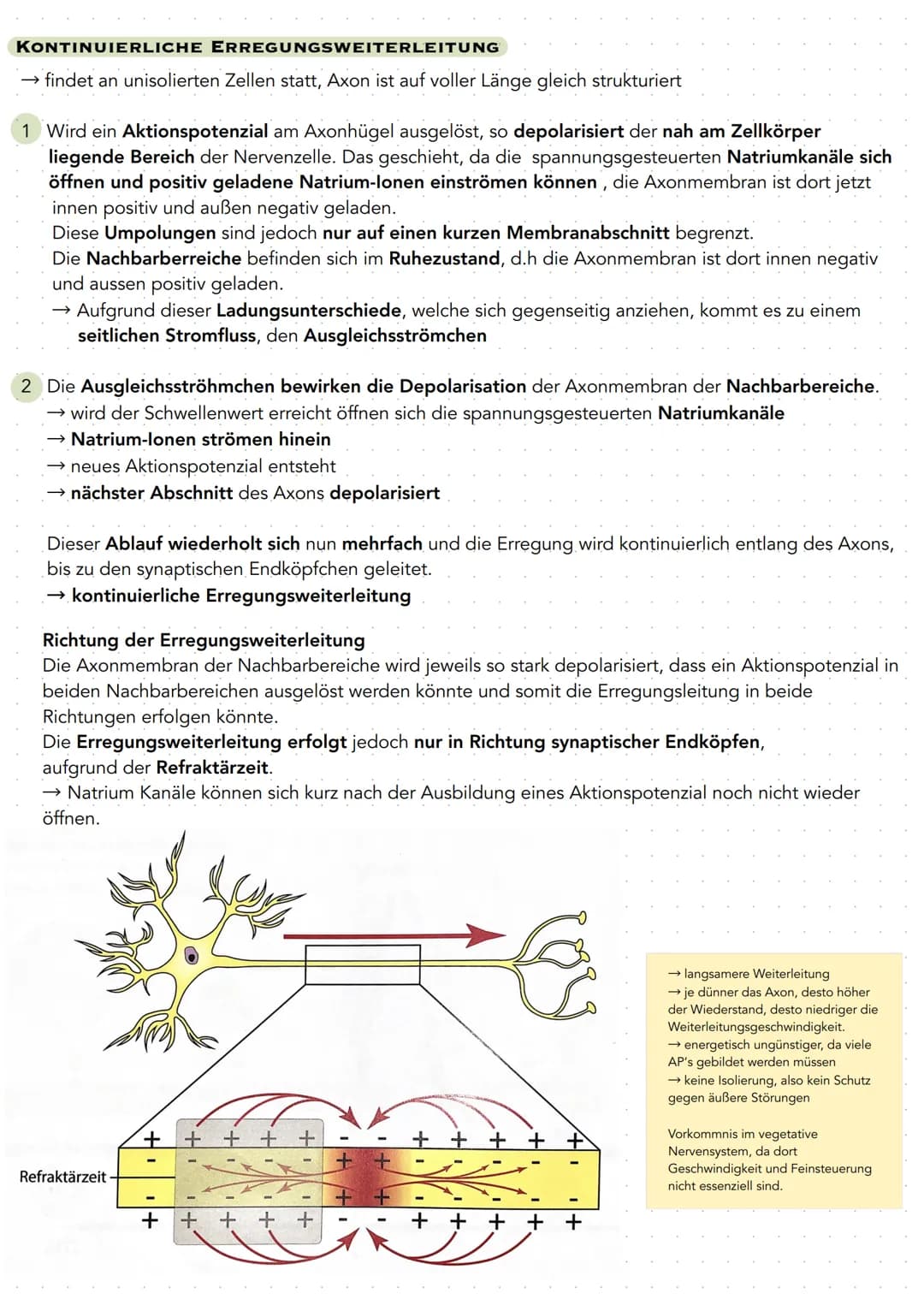 Q 3.1 NEUROBIOLOGIE
BAU UND FUNKTION DER NERVENZELLE
Nervenzellen (Neuronen) sind für die Aufnahme, Verarbeitung und Weiterleitung von Infor