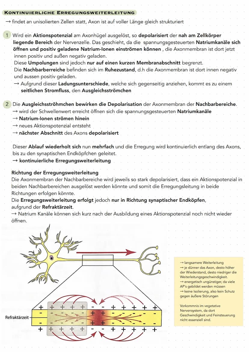 Q 3.1 NEUROBIOLOGIE
BAU UND FUNKTION DER NERVENZELLE
Nervenzellen (Neuronen) sind für die Aufnahme, Verarbeitung und Weiterleitung von Infor