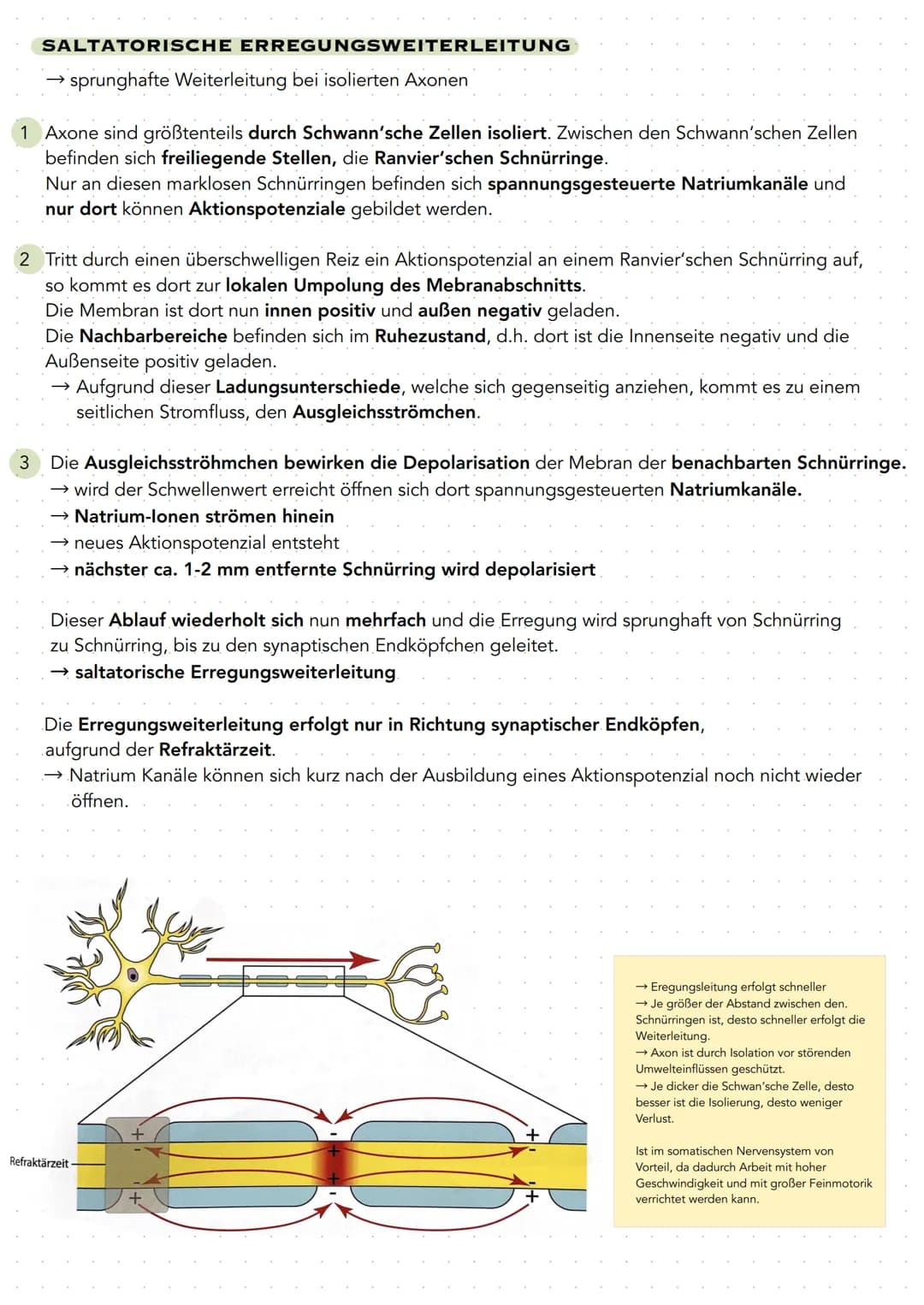 Q 3.1 NEUROBIOLOGIE
BAU UND FUNKTION DER NERVENZELLE
Nervenzellen (Neuronen) sind für die Aufnahme, Verarbeitung und Weiterleitung von Infor