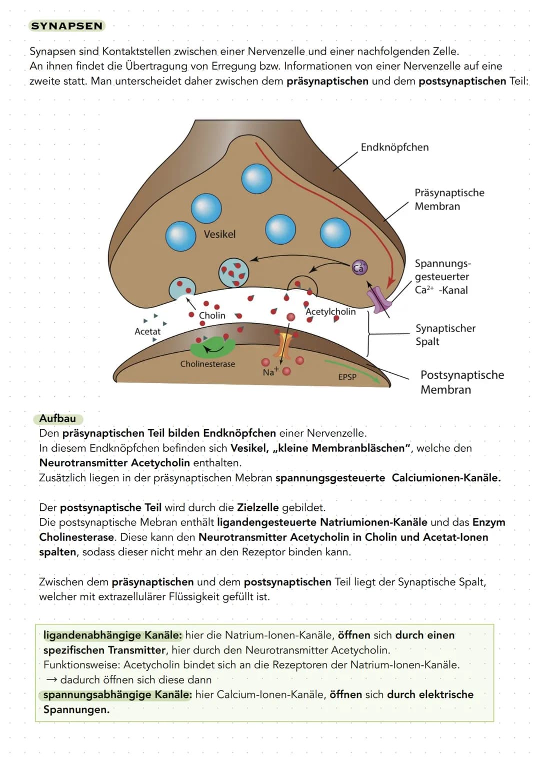 Q 3.1 NEUROBIOLOGIE
BAU UND FUNKTION DER NERVENZELLE
Nervenzellen (Neuronen) sind für die Aufnahme, Verarbeitung und Weiterleitung von Infor