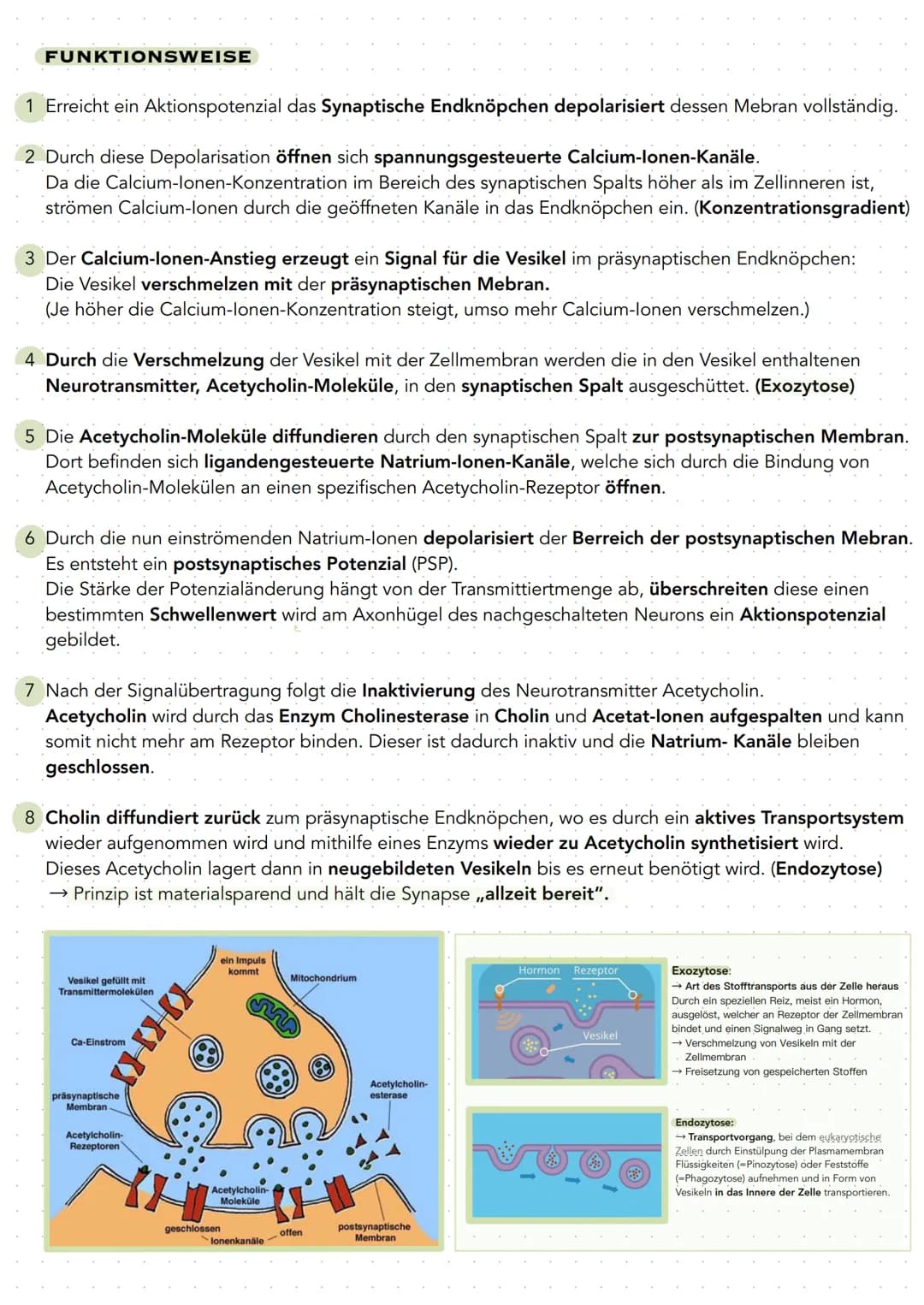 Q 3.1 NEUROBIOLOGIE
BAU UND FUNKTION DER NERVENZELLE
Nervenzellen (Neuronen) sind für die Aufnahme, Verarbeitung und Weiterleitung von Infor