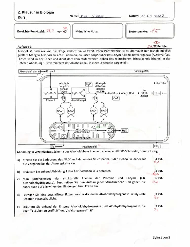 Know Stoffwechsel und Enzyme thumbnail