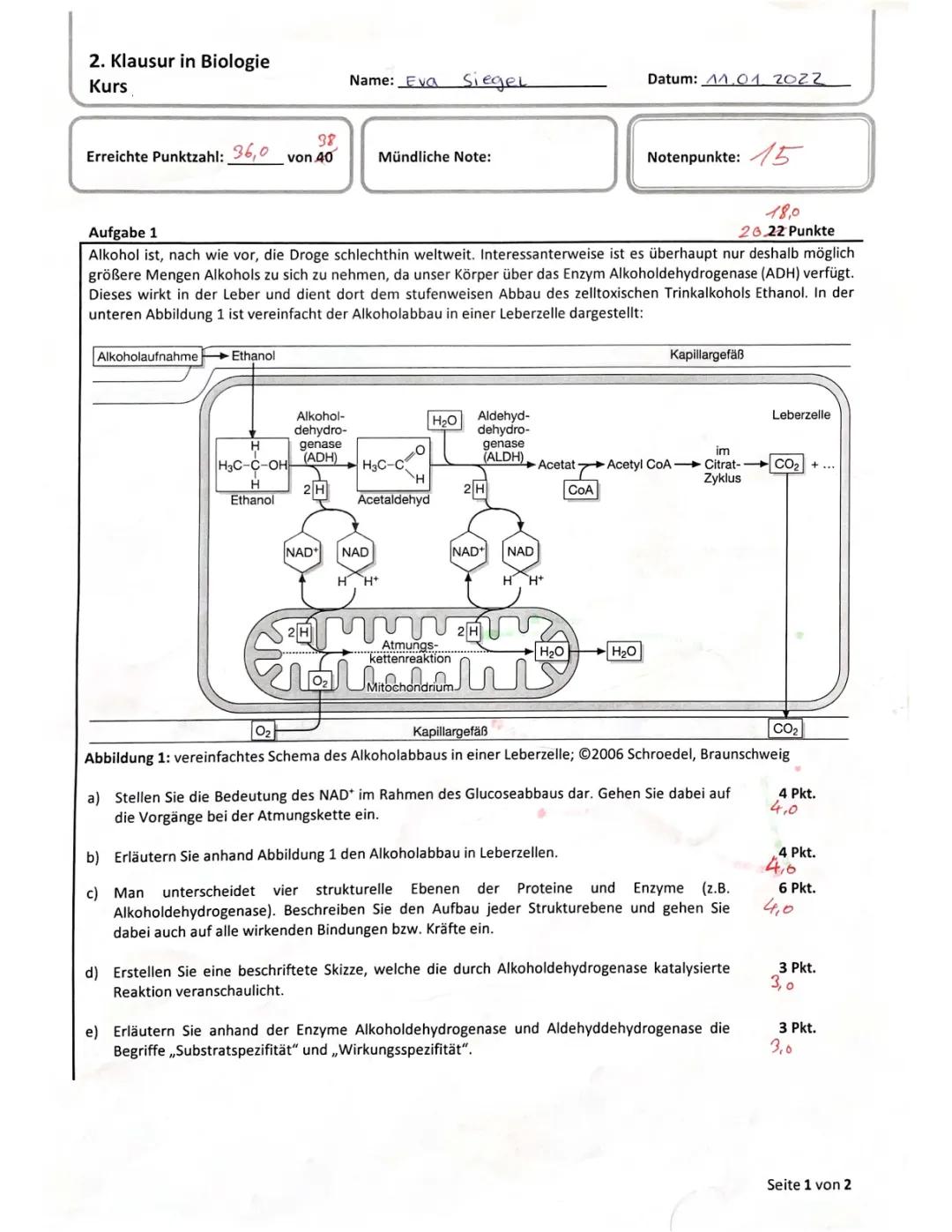 Enzyme und Stoffwechsel: Klausur + Lösungen Klasse 11