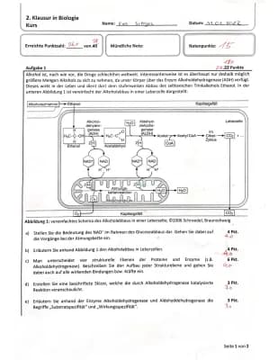 Know Stoffwechsel und Enzyme thumbnail