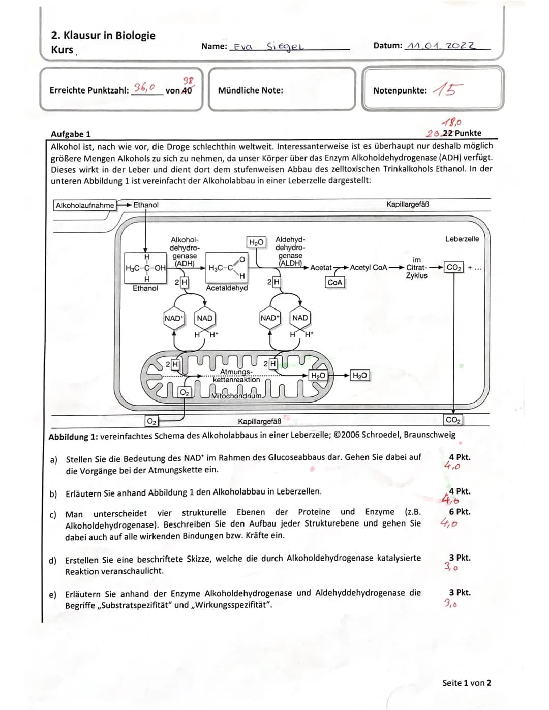 <h2 id="biologieklausurenzymeundstoffwechsel">Biologie Klausur: Enzyme und Stoffwechsel</h2>
<h3 id="aufgabe1alkoholabbauinleberzellen">Aufg