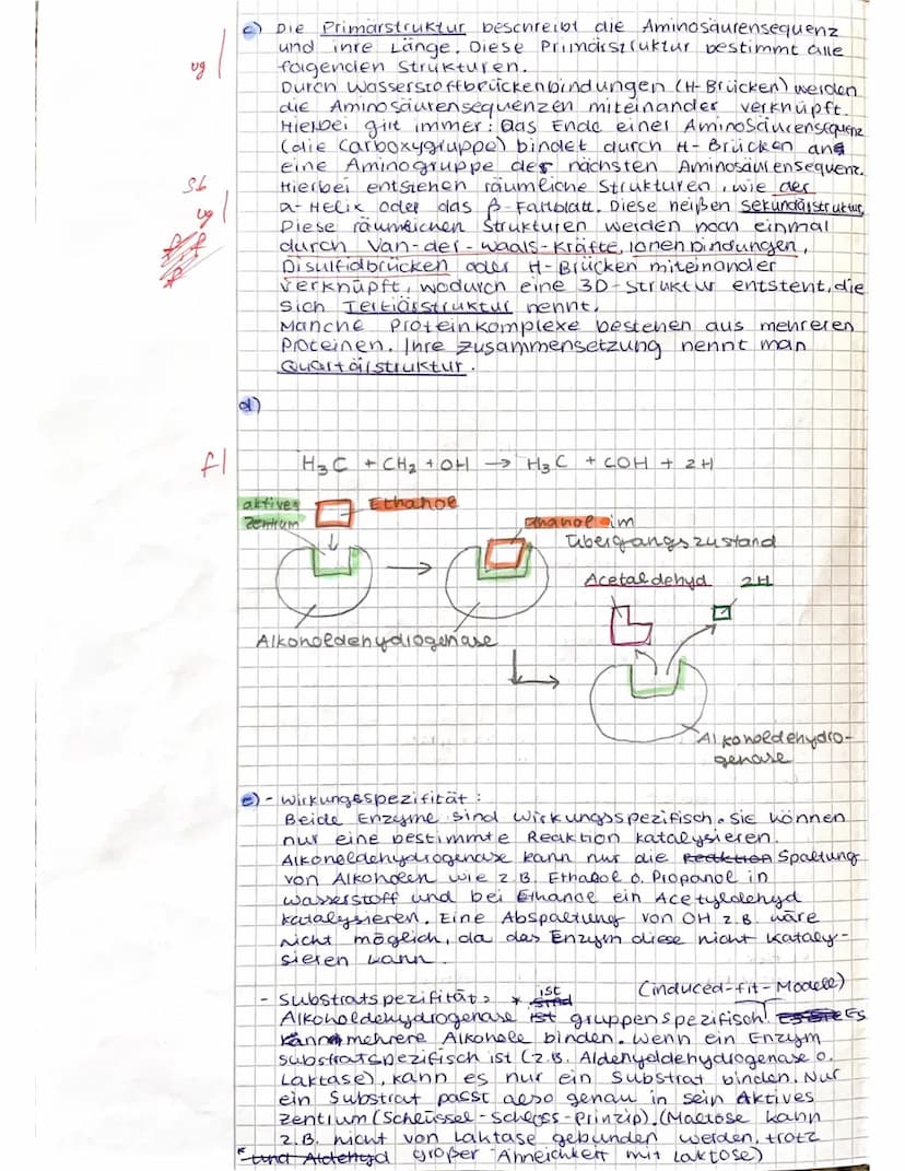 <h2 id="biologieklausurenzymeundstoffwechsel">Biologie Klausur: Enzyme und Stoffwechsel</h2>
<h3 id="aufgabe1alkoholabbauinleberzellen">Aufg