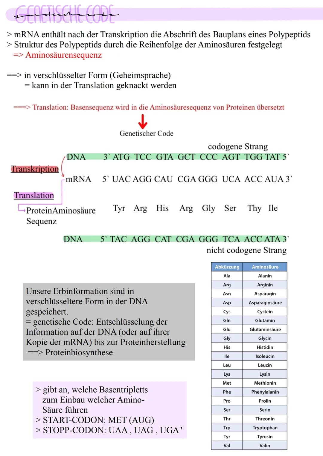 ECOCTISCHE CODE
> mRNA enthält nach der Transkription die Abschrift des Bauplans eines Polypeptids
> Struktur des Polypeptids durch die Reih