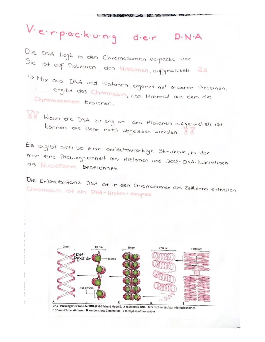V·e·r.p·a·c⋅k·u·n・g
Die DNA liegt in den Chromosomen verpackt vor.
Sie ist auf Proteinen, den Histonen, aufgewickelt. 2x
(
17/ FIN
L> Mix au