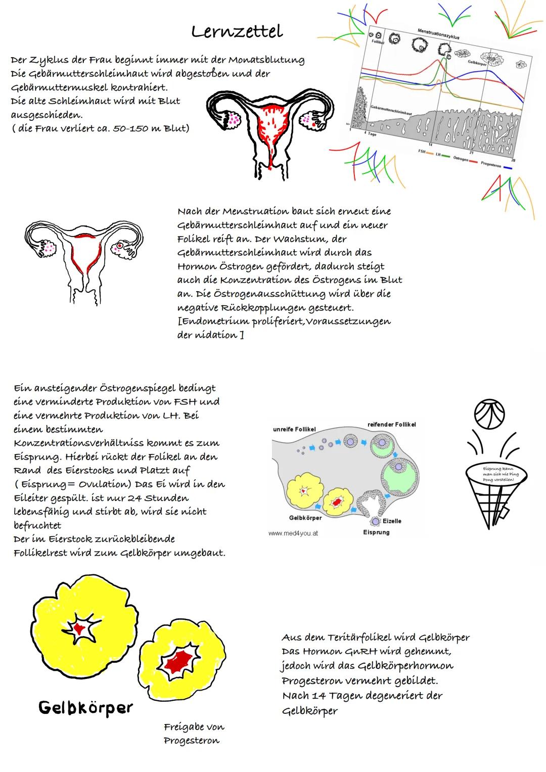Menstruationszyklus und Phasen
Phase 1
1. Tag = Beginn der Blutung Auf der Hormonebene wird die Produktion von
Gelbkörperhormone und Östroge