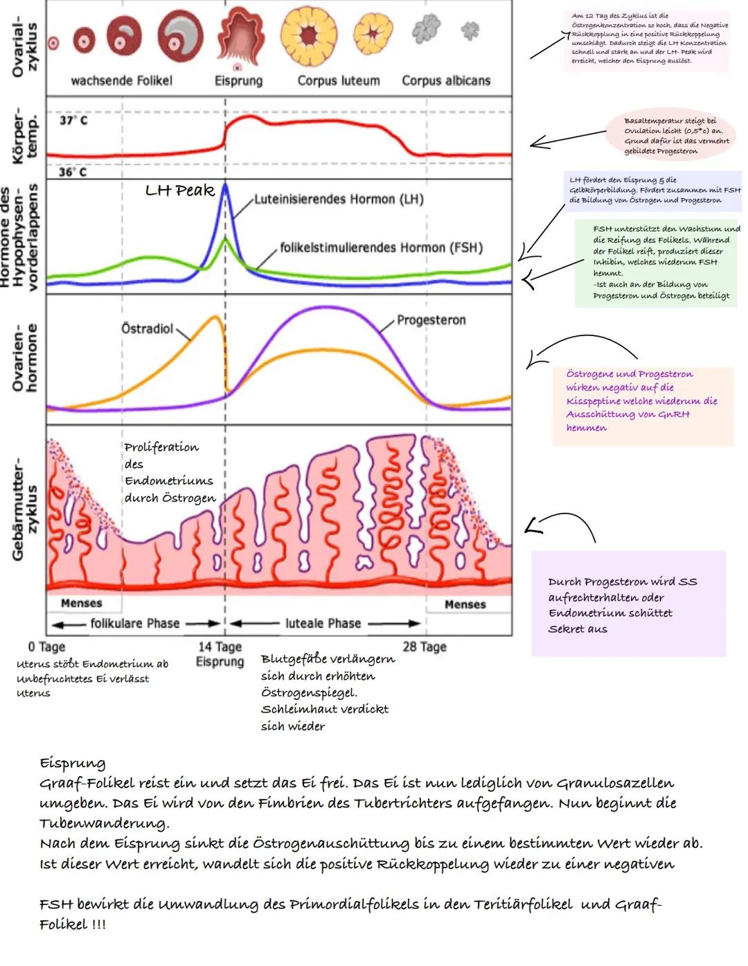 Menstruationszyklus und Phasen
Phase 1
1. Tag = Beginn der Blutung Auf der Hormonebene wird die Produktion von
Gelbkörperhormone und Östroge